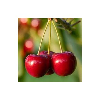 Ķirsis "Nord Star" /prunus cerasus/ (vidēji agrais) - 120-140cm