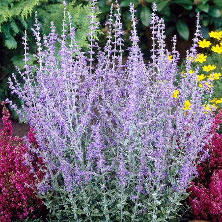 Perovskija, balodeņlapu ‘Blue Spire’ /Perovskia atriplicifolia/ - P9 kont.