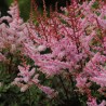 Astilbe 'Delft Lace' /Astilbe simplicifolia/ C5 kont. - skaists, spēcīgs stāds