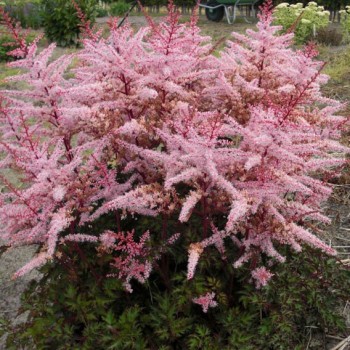 Astilbe 'Delft Lace'...