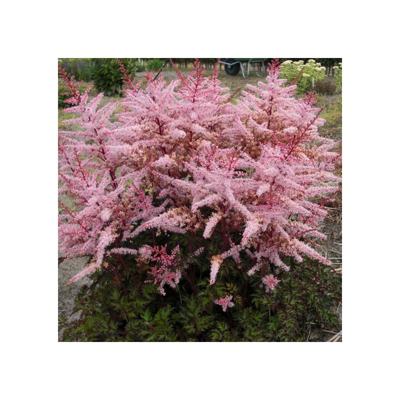 Astilbe 'Delft Lace' /Astilbe simplicifolia/ C5 kont. - skaists, spēcīgs stāds