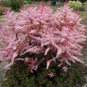 Astilbe 'Delft Lace' /Astilbe simplicifolia/ C5 kont. - skaists, spēcīgs stāds