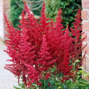 Astilbe, ārenda 'Feuer'...