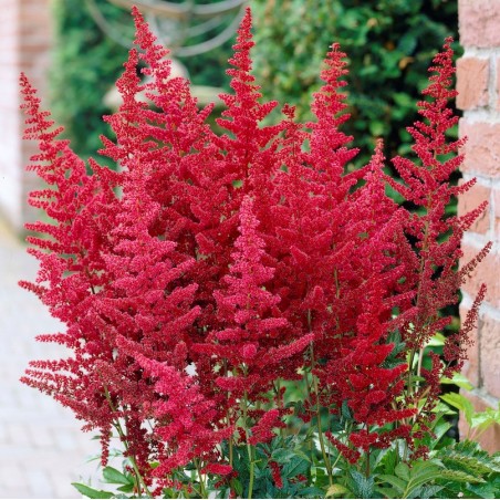 Astilbe, ārenda 'Feuer' /Astilbe arendsii/ C5 kont. - skaists, spēcīgs stāds