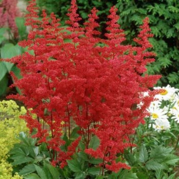 Astilbe, ārenda 'Feuer' /Astilbe arendsii/ C5 kont. - skaists, spēcīgs stāds