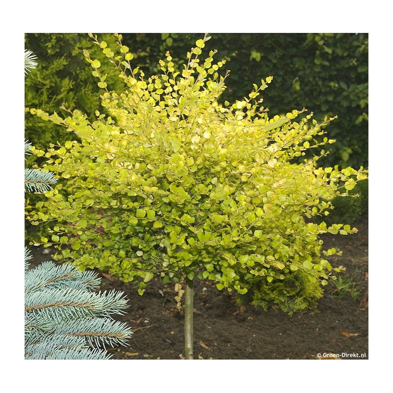 Bērzs, pundurbērzs "Golden Treasure" /betula nana/ - augstcelma - PA 120-140cm - spēcīgs stāds