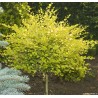 Bērzs, pundurbērzs "Golden Treasure" /betula nana/ - augstcelma - PA 120-140cm - spēcīgs stāds