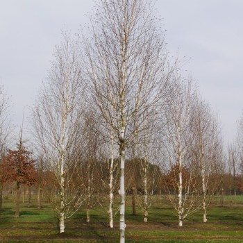 Bērzs, baltmizas, Himalaju "Doorenbos" /betula utilis var. jacq./ - 180-200cm - spēcīgs stāds