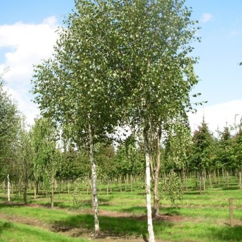 Bērzs, baltmizas, Himalaju "Doorenbos" /betula utilis var. jacq./ - 180-200cm - spēcīgs stāds