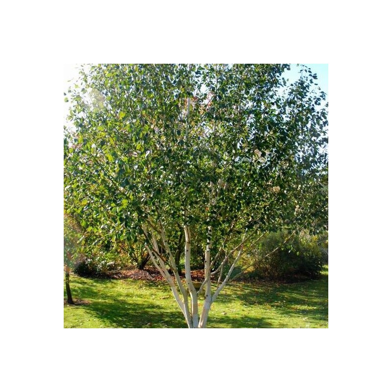 Bērzs, baltmizas, Himalaju "Doorenbos" /betula utilis var. jacq./ - 180-200cm - spēcīgs stāds