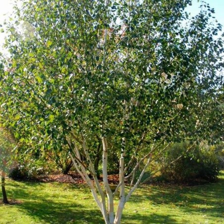 Bērzs, baltmizas, Himalaju "Doorenbos" /betula utilis var. jacq./ - 180-200cm - spēcīgs stāds