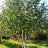 Bērzs, baltmizas, Himalaju "Doorenbos" /betula utilis var. jacq./ - 180-200cm - spēcīgs stāds