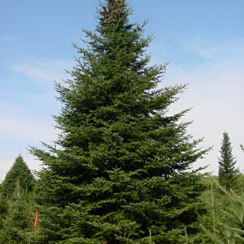 Baltegle, Balzama /Abies balsamea/ - C5 kont. - 100-120cm. - spēcīgs stāds