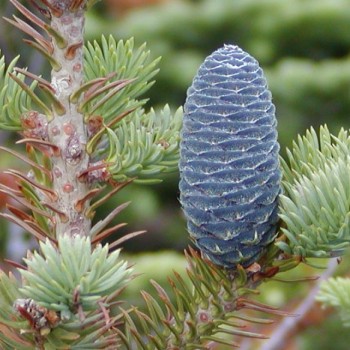 Baltegle, Balzama /Abies balsamea/ - C5 kont. - 100-120cm. - spēcīgs stāds