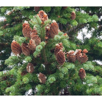 Baltegle, Balzama /Abies balsamea/ - C5 kont. - 100-120cm. - spēcīgs stāds