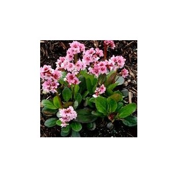 Bergēnija "Pink Dragonfly" /bergenia/ - C3 kont.  - spēcīgs stāds