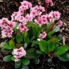 Bergēnija "Pink Dragonfly" /bergenia/ - C3 kont.  - spēcīgs stāds