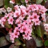 Bergēnija "Pink Dragonfly" /bergenia/ - C3 kont.  - spēcīgs stāds