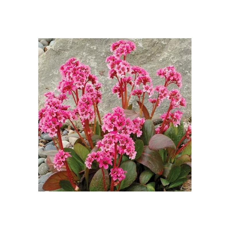 Bergēnija "Pink Dragonfly" /bergenia/ - C3 kont.  - spēcīgs stāds