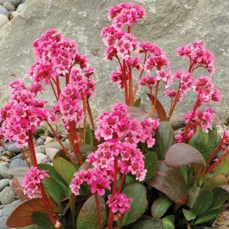 Bergēnija "Pink Dragonfly" /bergenia/ - C3 kont.  - spēcīgs stāds