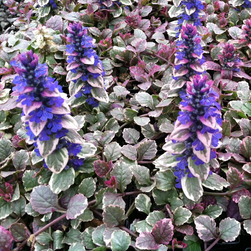 Cekuliņš, ložņu "Burgundy Glow" /ajuga reptans/ - C3 kont. - spēcīgs stāds