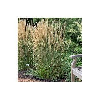 Ciesa, asmatu 'Karl Foerster' /Calamagrostis acut./ - C2 kont.