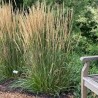 Ciesa, asmatu 'Karl Foerster' /Calamagrostis acut./ - C2 kont.