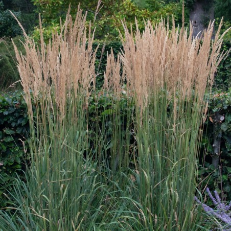 Ciesa, asmatu 'Karl Foerster' /Calamagrostis acut./ - C2 kont.