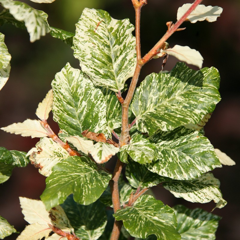 Dizškabārdis, parastais "Marmostar" /fagus sylvatica/ - C12kont. - 120-140cm. - spēcīgs stāds