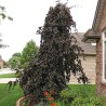 Dizškabārdis, parastais "Purple Fountain" /fagus sylvatica/ - C20kont. - 240-260cm. - spēcīgs stāds