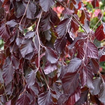 Dizškabārdis, parastais "Purple Fountain" /fagus sylvatica/ - C20kont. - 240-260cm. - spēcīgs stāds