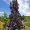 Dizškabārdis, parastais "Purple Fountain" /fagus sylvatica/ - C20kont. - 240-260cm. - spēcīgs stāds