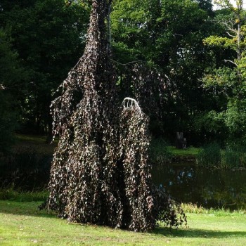 Dizškabārdis, parastais "Purple Fountain" /fagus sylvatica/ - C20kont. - 240-260cm. - spēcīgs stāds