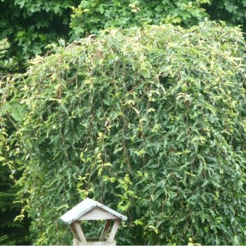 Dizškabārdis, parastais "Rohan Green Weeping" /fagus sylvatica/ - augstcelma - Pa 100-120cm. C15 kont. - spēcīgs stāds