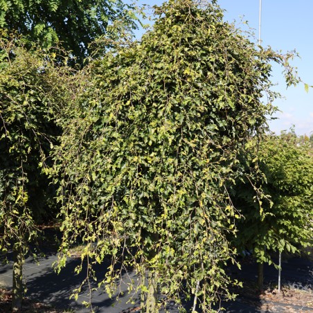 Dizškabārdis, parastais "Rohan Green Weeping" /fagus sylvatica/ - augstcelma - Pa 100-120cm. C15 kont. - spēcīgs stāds