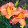 Dienziede, dienlillija "Tuscawilla Tigress" /hemerocallis/ - C5 kont. - spēcīgs stāds