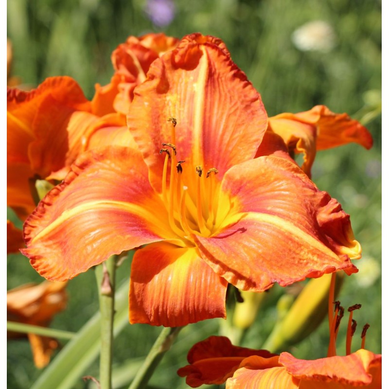 Dienziede, dienlillija "Tuscawilla Tigress" /hemerocallis/ - C5 kont. - spēcīgs stāds