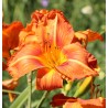 Dienziede, dienlillija "Tuscawilla Tigress" /hemerocallis/ - C5 kont. - spēcīgs stāds