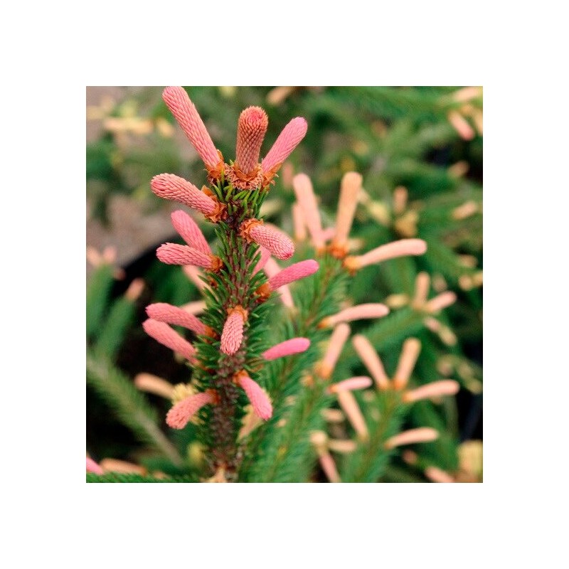 Egle, parastā "Roseospicata,, /Picea abies/ - C30 kont., 100-120cm.