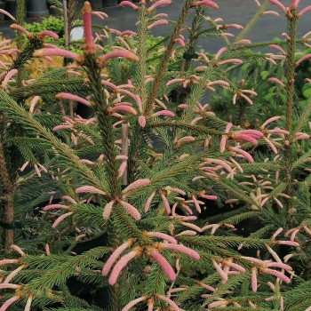 Egle, parastā "Roseospicata,, /Picea abies/ - C30 kont., 100-120cm.