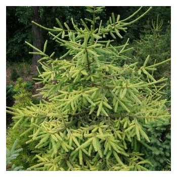 Egle, parastā "Roseospicata,, /Picea abies/ - C30 kont., 100-120cm.