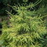 Egle, parastā "Roseospicata,, /Picea abies/ - C30 kont., 100-120cm.