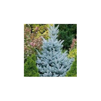 Egle, asā, sudrabegle "Baby Blue Eyes" /picea pungens/ - C3 kont., 20-30cm.