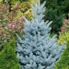 Egle, asā, sudrabegle "Baby Blue Eyes" /picea pungens/ - C3 kont., 20-30cm.