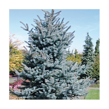 Egle, asā, sudrabegle "Baby Blue Eyes" /picea pungens/ - C3 kont., 20-30cm.