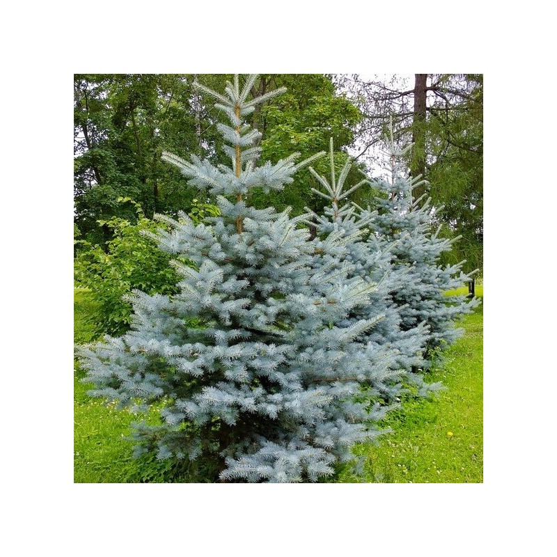 Egle, asā, sudrabegle "Christmas Blue" /picea pungens/ - C3 kont., 20-30cm.