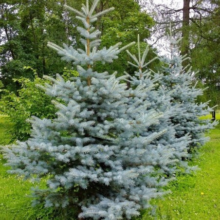 Egle, asā, sudrabegle "Christmas Blue" /picea pungens/ - C3 kont., 20-30cm.