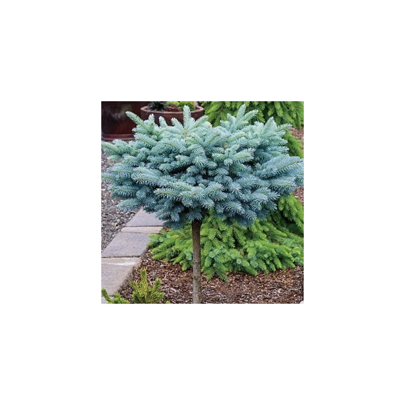 Egle, asā, sudrabegle "Glauca Globosa" /picea pungens/ - augstcelma - Pa 80-100cm. -C5 kont. - spēcīgs stāds