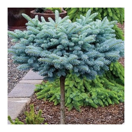 Egle, asā, sudrabegle "Glauca Globosa" /picea pungens/ - augstcelma - Pa 80-100cm. -C5 kont. - spēcīgs stāds