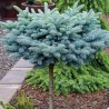 Egle, asā, sudrabegle "Glauca Globosa" /picea pungens/ - augstcelma - Pa 80-100cm. -C5 kont. - spēcīgs stāds